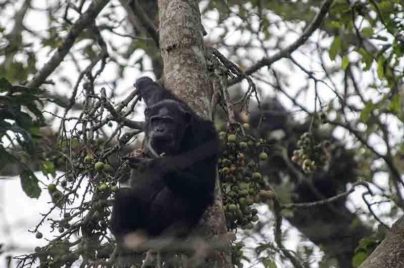 12 - Chimpance - parque nacional de Nyungwe - Ruanda